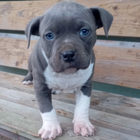 Cuccioli amstaff blu