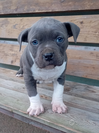 Cuccioli amstaff blu