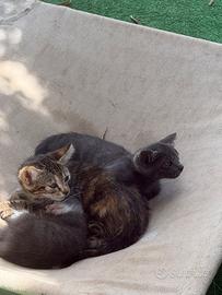 Gattini due mesi