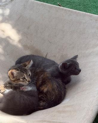 Gattini due mesi