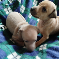 Cuccioli piccolo levriero italiano