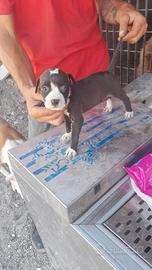 Amstaff