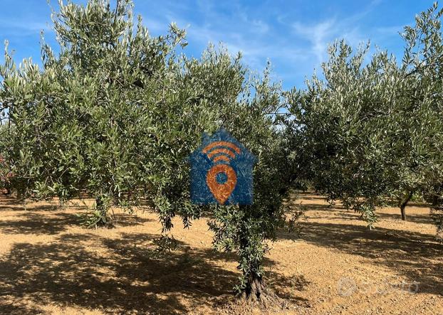 Castelvetrano Uliveto In Contrada Seggio