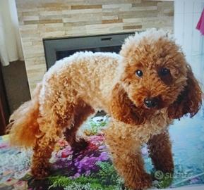 Barboncina con pedigree Enci e test genetici