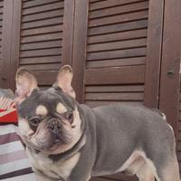 Bulldog Francese Lillac Tan Platinum per monta