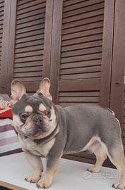 Bulldog Francese Lillac Tan Platinum per monta