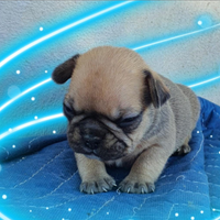 Bulldog francese
