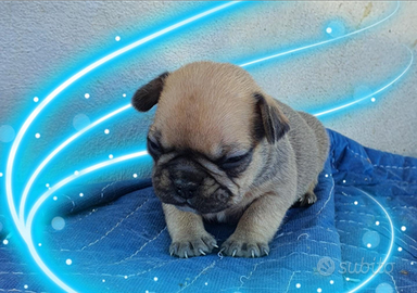 Bulldog francese