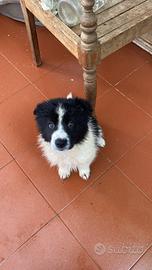 Cuccioli di Border Collie