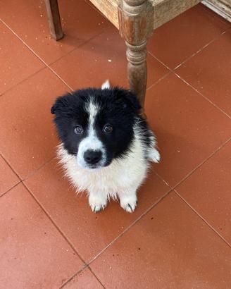 Cuccioli di Border Collie