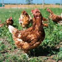 Galline ovaiole