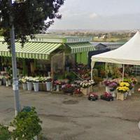 Cessione attivita' fioraio falconara