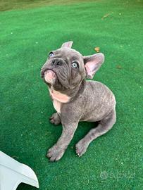 Cuccioli bulldog francese esotico