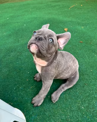 Cuccioli bulldog francese esotico