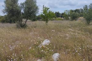 Terreno Martina e Crispiano