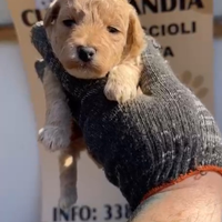 Barboncino toy albicocca 2M 2F anche a rate