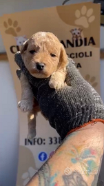 Barboncino toy albicocca 2M 2F anche a rate