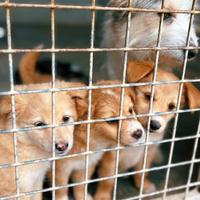 Mamma e cuccioli taglia piccola in adozione