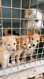 Mamma e cuccioli taglia piccola in adozione