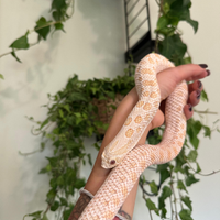 Heterodon nasicus 0.1