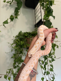 Heterodon nasicus 0.1