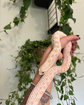 Heterodon nasicus 0.1
