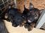 Immagine 5