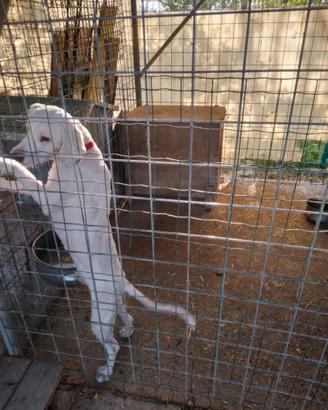 Cane lagotto