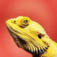 Drago barbuto