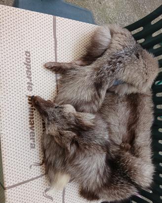 collo di volpe argentata