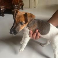 Fox terrier pelo liscio