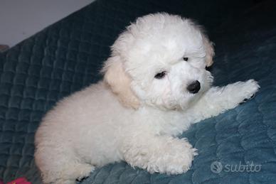 Cuccioli bichon a poil frisè