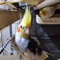 Calopsiti