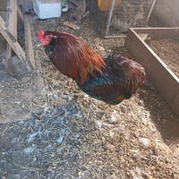 Gallo di araucana in purezza