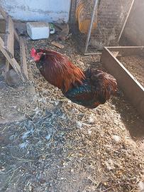 Gallo di araucana in purezza
