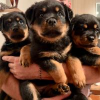 Cucciolo Maschio di Rottweiler