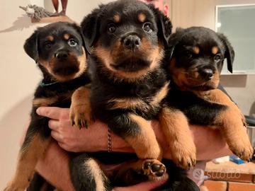 Cucciolo Maschio di Rottweiler