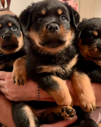 Cucciolo Maschio di Rottweiler
