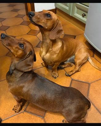 Cucciolo Bassotto Standard pelo corto morbido