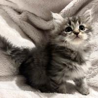 Gattina siberiana ipoallergenica Pedigree NATALY