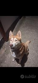 Husky siberian è cuccia urgentemente
