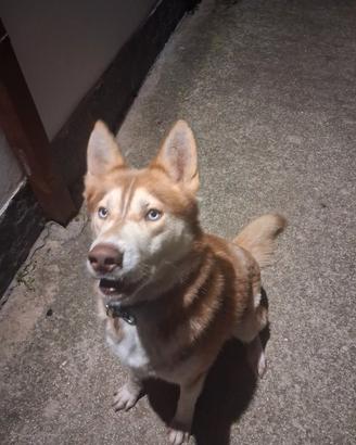 Husky siberian è cuccia urgentemente