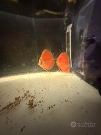 Discus
