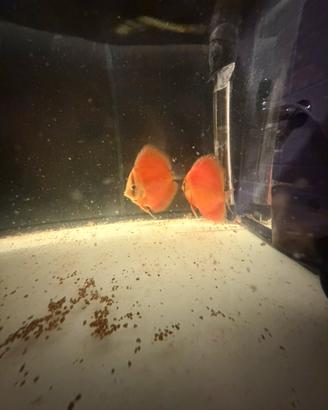 Discus