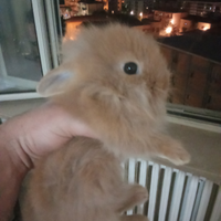 Conigli testa di leone