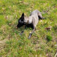 Cucciolo femmina di pastore belga malinois