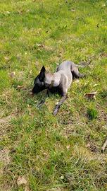 Cucciolo femmina di pastore belga malinois