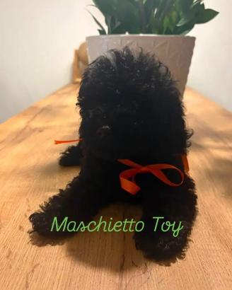 Barboncini Toy