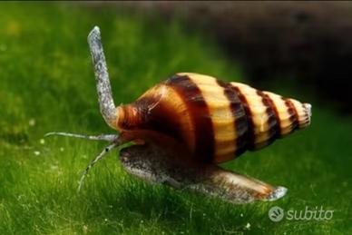 Anentome Helena Lumaca Killer