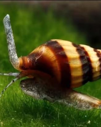 Anentome Helena Lumaca Killer